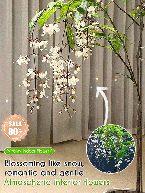 Weeping Jasmine Seeds--Grow your own fragrant jasmine flowers with pendulous jasmine seeds! Start building your garden today!