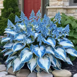🔥LAST DAY 50% OFF -🍃Rare Hosta Seeds🌿