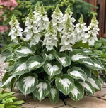 🔥LAST DAY 50% OFF -🍃Rare Hosta Seeds🌿