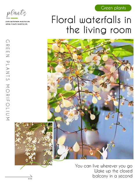 Weeping Jasmine Seeds--Grow your own fragrant jasmine flowers with pendulous jasmine seeds! Start building your garden today!