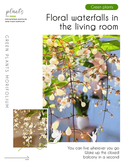 Weeping Jasmine Seeds--Grow your own fragrant jasmine flowers with pendulous jasmine seeds! Start building your garden today!