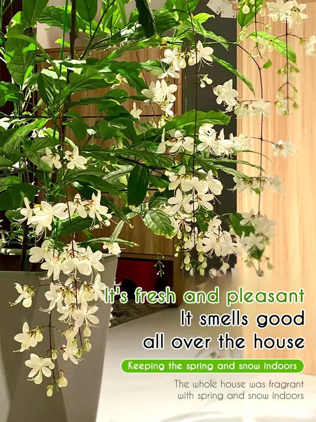 Weeping Jasmine Seeds--Grow your own fragrant jasmine flowers with pendulous jasmine seeds! Start building your garden today!