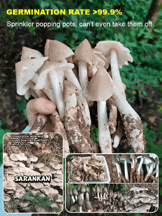 Authentic Termitomyces Mushroom Strain