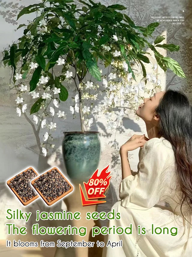 Weeping Jasmine Seeds--Grow your own fragrant jasmine flowers with pendulous jasmine seeds! Start building your garden today!