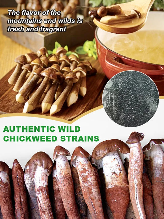 Authentic Termitomyces Mushroom Strain