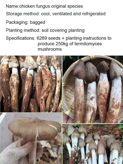 Authentic Termitomyces Mushroom Strain