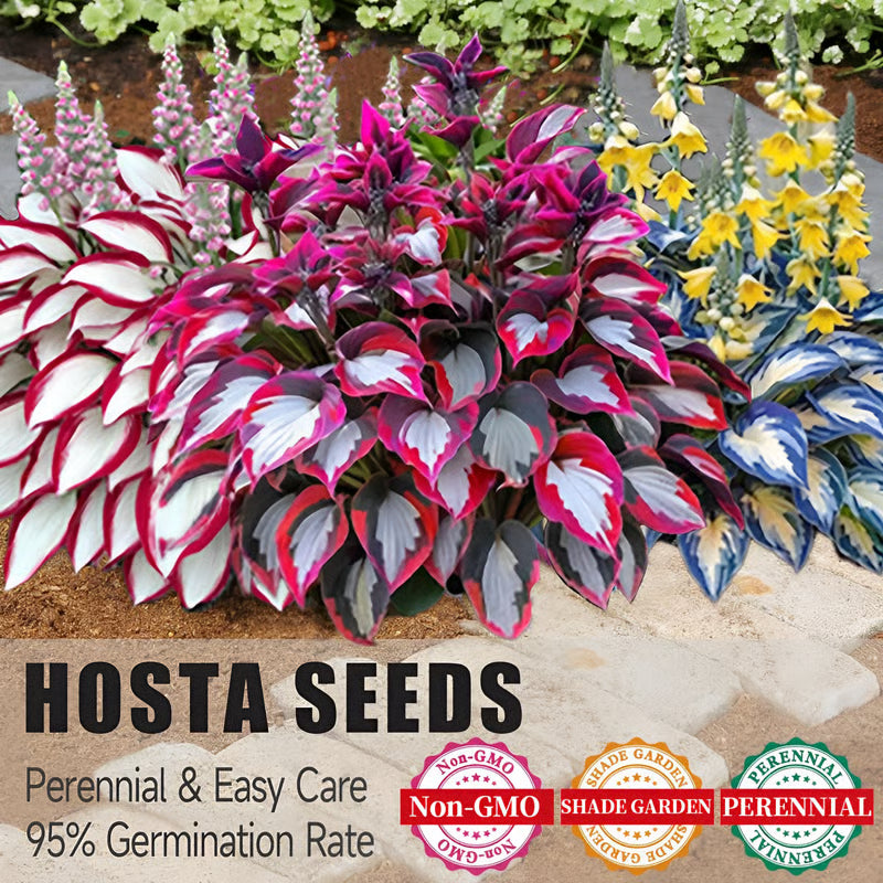 🔥LAST DAY 50% OFF -🍃Rare Hosta Seeds🌿