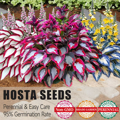 🔥LAST DAY 50% OFF -🍃Rare Hosta Seeds🌿