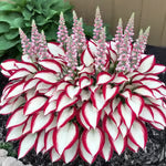 🔥LAST DAY 50% OFF -🍃Rare Hosta Seeds🌿