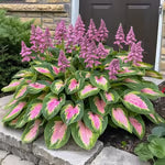 🔥LAST DAY 50% OFF -🍃Rare Hosta Seeds🌿