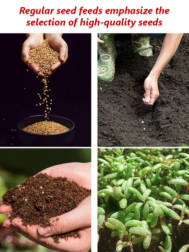 Climbing Rose Seeds [Bloom All Year Round]