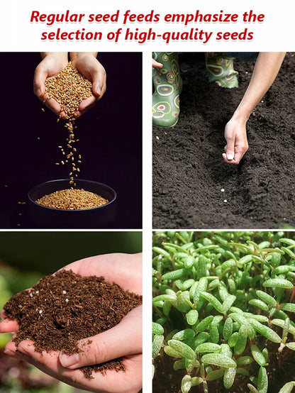 Climbing Rose Seeds [Bloom All Year Round]
