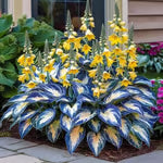 🔥LAST DAY 50% OFF -🍃Rare Hosta Seeds🌿