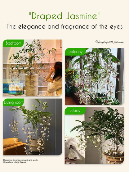 Weeping Jasmine Seeds--Grow your own fragrant jasmine flowers with pendulous jasmine seeds! Start building your garden today!