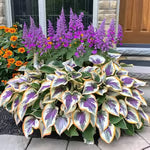 🔥LAST DAY 50% OFF -🍃Rare Hosta Seeds🌿