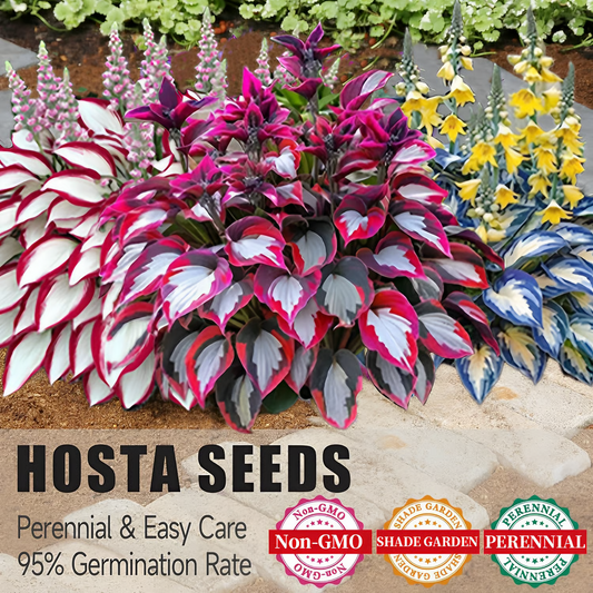🌿Rare Hosta Seeds for Lush Shade Gardens💖