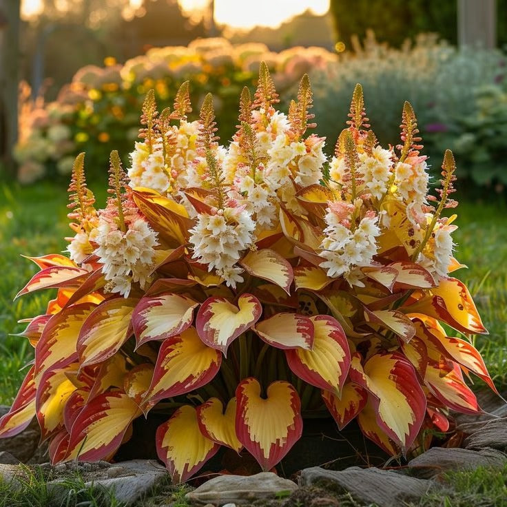 🌿Rare Hosta Seeds for Lush Shade Gardens💖